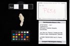Foto (Objekt + Etikett) von Cyclothyreus sp.  (NHMW-GEO-2014-0194-0651)